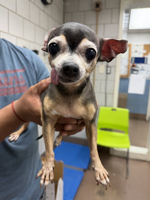 Cookie at Chicago Animal Care and Control