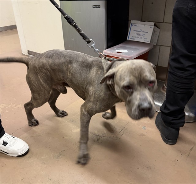 Ghost at Chicago Animal Care and Control