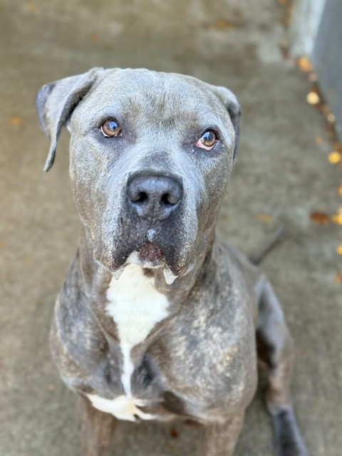 Chopsticks, adoptable American Pit Bull Terrier at Chicago Animal Care and Control