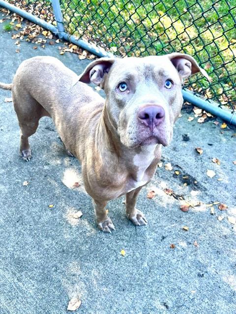 Red, adoptable American Pit Bull Terrier at Chicago Animal Care and Control