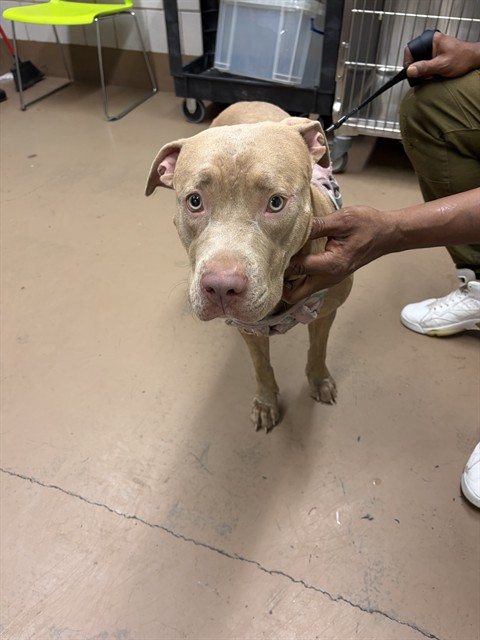 Red at Chicago Animal Care and Control