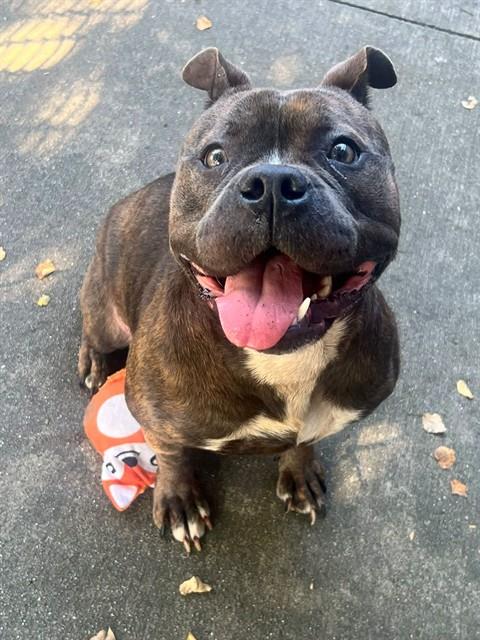 Romy, adoptable Bull Terrier at Chicago Animal Care and Control