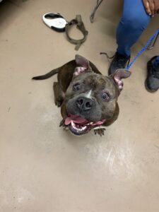 Roxy, adoptable Bull Terrier at Chicago Animal Care and Control