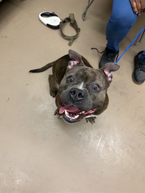 Roxy at Chicago Animal Care and Control