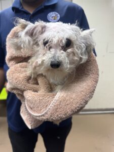 Krypto, adoptable Poodle at Chicago Animal Care and Control