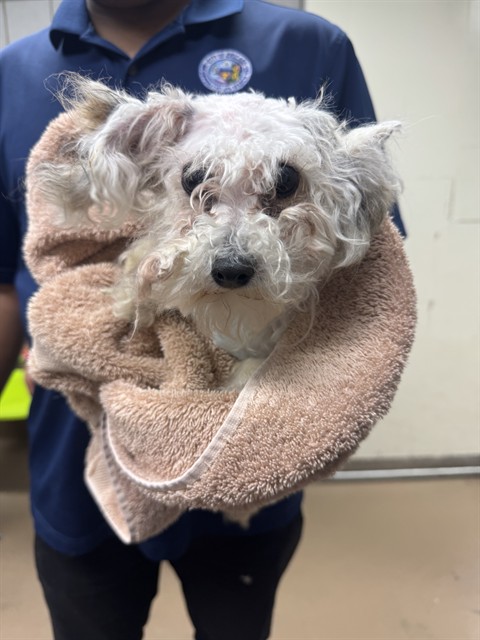 Krypto at Chicago Animal Care and Control