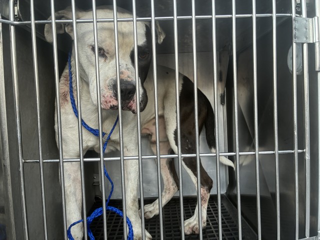 American Bulldog / Bulldog at Chicago Animal Care and Control
