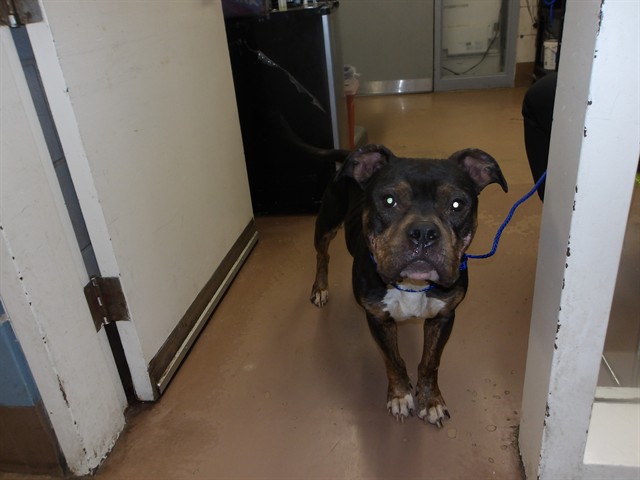 American Pit Bull Terrier at Chicago Animal Care and Control