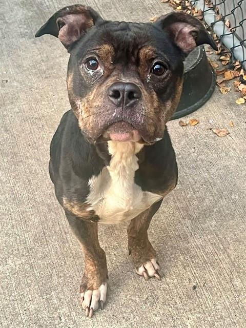 Dunlap available through Chicago Animal Care and Control