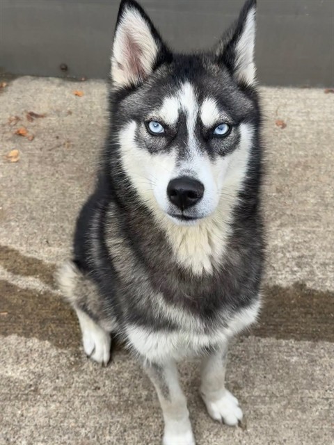 Tiny Dancer, adoptable Siberian Husky at Chicago Animal Care and Control