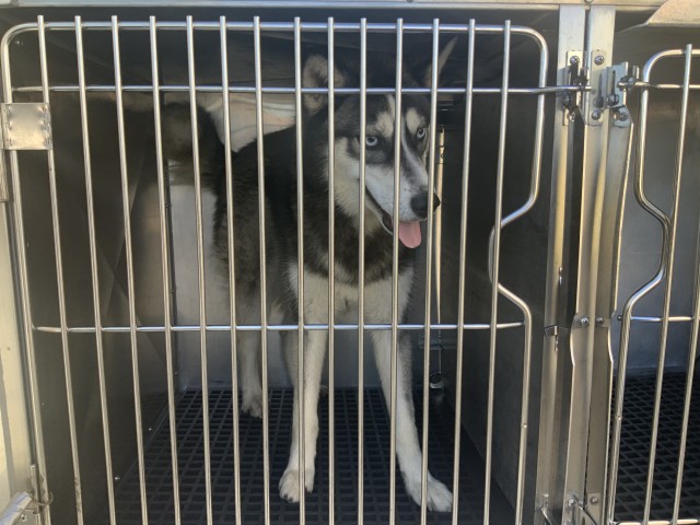 Siberian Husky at Chicago Animal Care and Control
