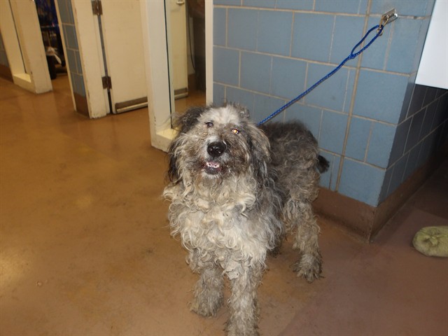 Dog A322775 at Chicago Animal Care and Control