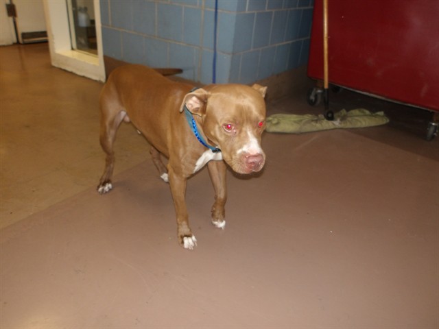 American Pit Bull Terrier at Chicago Animal Care and Control