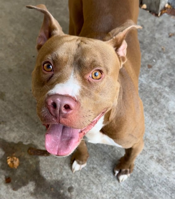 Biloxi, adoptable American Pit Bull Terrier at Chicago Animal Care and Control