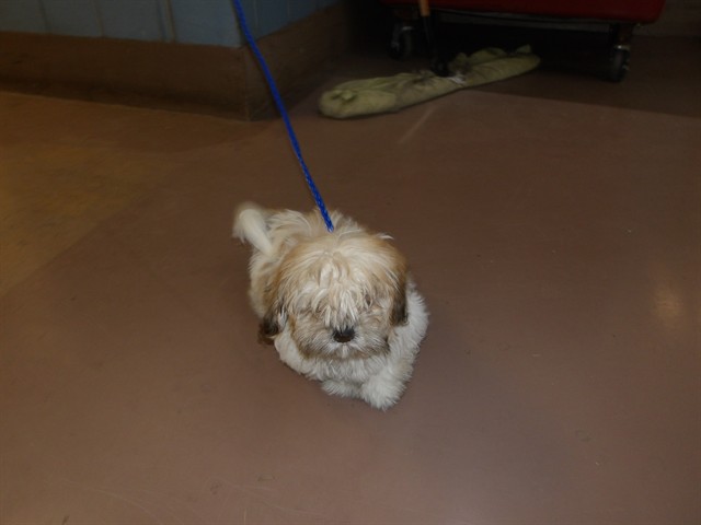 Shih Tzu at Chicago Animal Care and Control