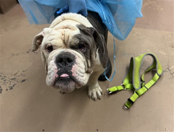 Bulldog at Chicago Animal Care and Control