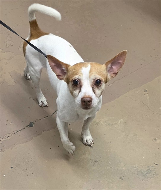 Chihuahua at Chicago Animal Care and Control