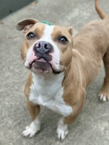 Lemon Curd, adoptable American Pit Bull Terrier at Chicago Animal Care and Control