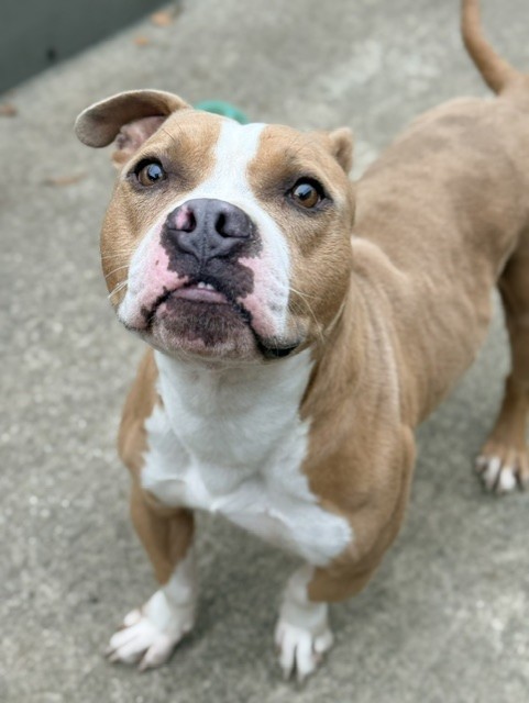 Lemon Curd available through Chicago Animal Care and Control