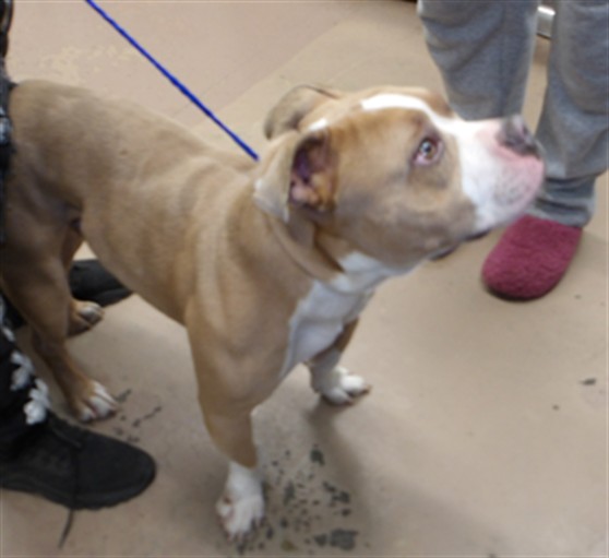 Draco at Chicago Animal Care and Control