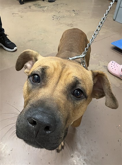 American Pit Bull Terrier at Chicago Animal Care and Control