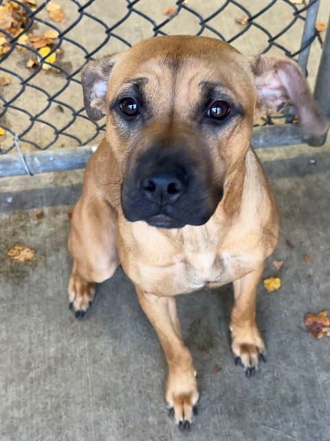 Killarney, adoptable American Pit Bull Terrier at Chicago Animal Care and Control