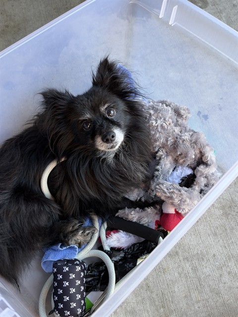 Pomeranian at Chicago Animal Care and Control