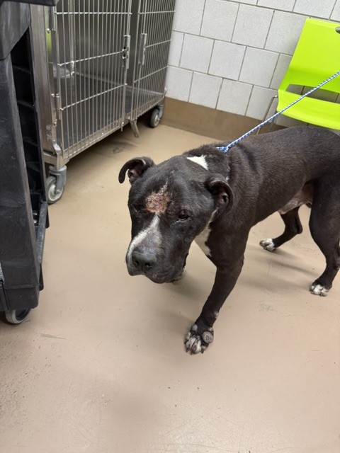 American Pit Bull Terrier at Chicago Animal Care and Control