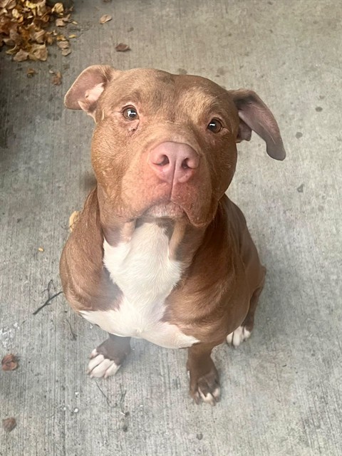 Paxton, adoptable American Pit Bull Terrier at Chicago Animal Care and Control