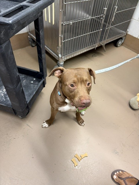 American Pit Bull Terrier at Chicago Animal Care and Control
