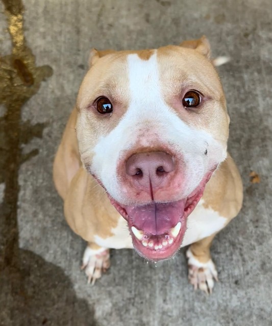 Peach, adoptable American Pit Bull Terrier at Chicago Animal Care and Control