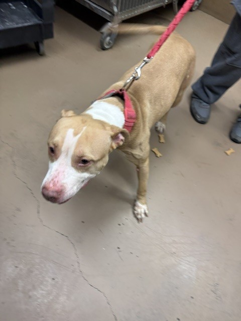 Versace at Chicago Animal Care and Control
