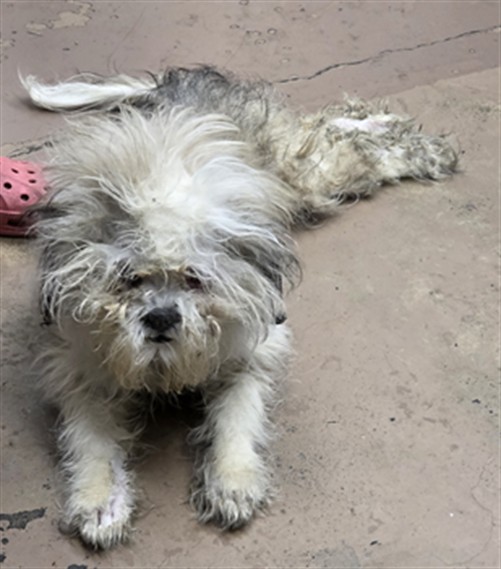 Shih Tzu at Chicago Animal Care and Control
