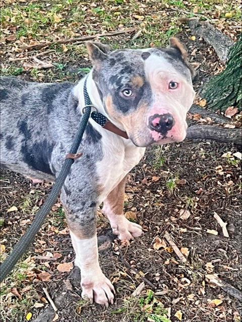 Misha at Chicago Animal Care and Control