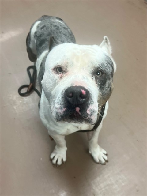 Maksim at Chicago Animal Care and Control