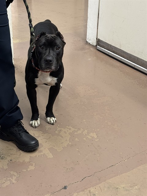 American Pit Bull Terrier / Bull Terrier / Cane Corso at Chicago Animal Care and Control