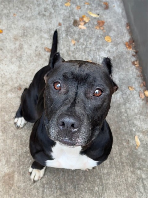 Opal, adoptable American Pit Bull Terrier / Bull Terrier / Cane Corso at Chicago Animal Care and Control