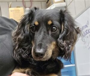 Prince, adoptable dog at Chicago Animal Care and Control