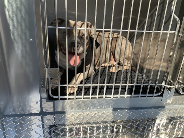 American Pit Bull Terrier at Chicago Animal Care and Control
