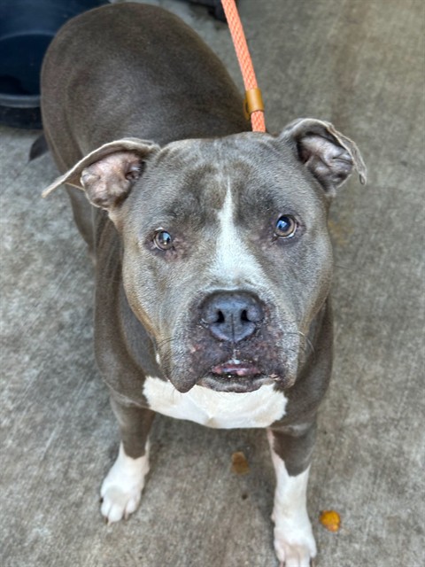 Duchess, adoptable American Pit Bull Terrier at Chicago Animal Care and Control