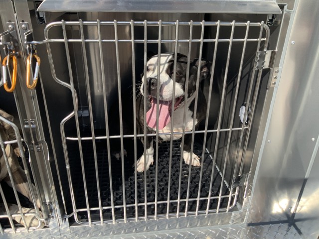American Pit Bull Terrier / Bull Terrier / Bulldog at Chicago Animal Care and Control