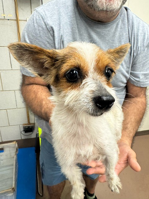 Chihuahua at Chicago Animal Care and Control