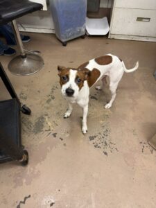 Rocket, adoptable American Pit Bull Terrier at Chicago Animal Care and Control