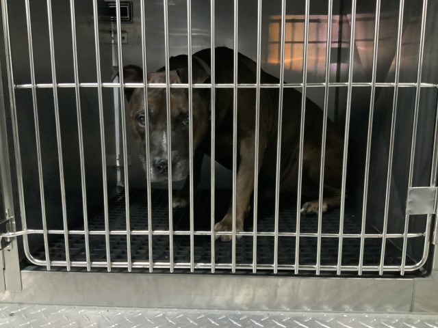 American Pit Bull Terrier at Chicago Animal Care and Control