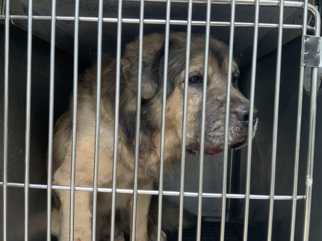 Dog A322862 at Chicago Animal Care and Control