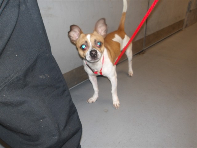 Chihuahua at Chicago Animal Care and Control