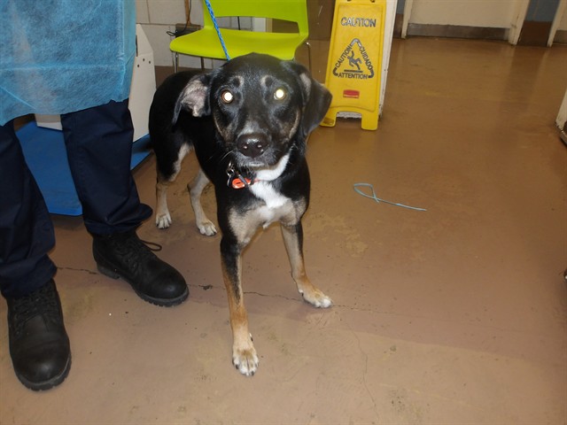 Lila Garcia at Chicago Animal Care and Control