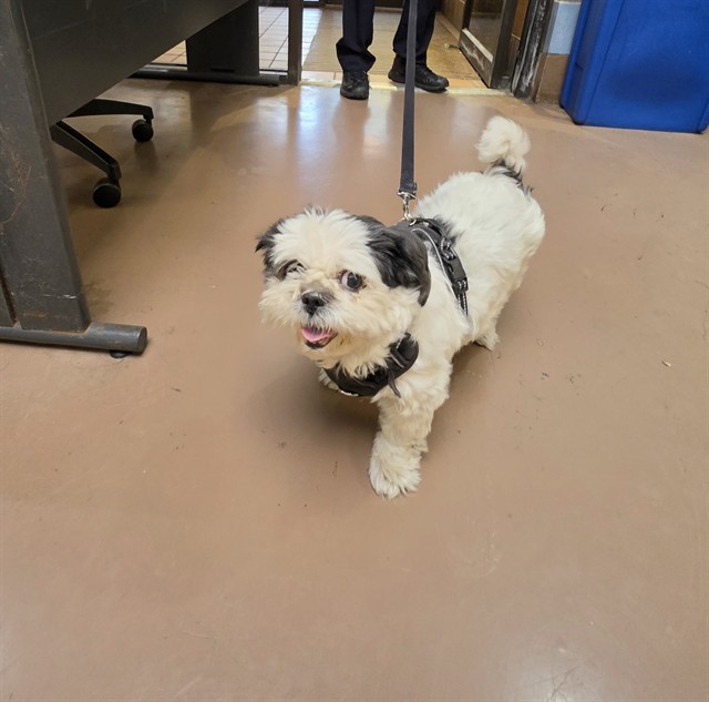 Dog A322870 at Chicago Animal Care and Control