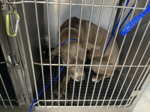 Daisey, adoptable American Pit Bull Terrier at Chicago Animal Care and Control