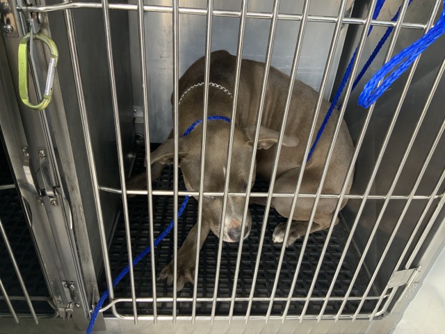 Daisey at Chicago Animal Care and Control